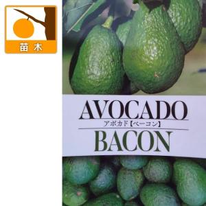 アボカド苗(ベーコン種) 接木苗 : りゅうか商事 - 通販 - Yahoo