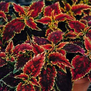 草花の苗 サマーセール （わけあり特価）コリウス 摩天楼（マテンロウ）3号ポット
