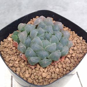 超特大 ギムノカリキウム リオグラデンセ 希少種 陶器鉢のまま発送