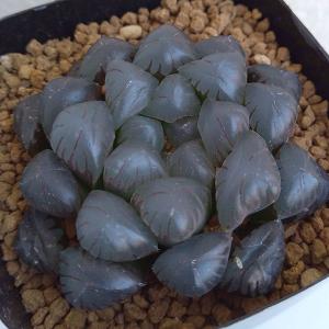 観葉植物 ハオルチア ドドソン紫オブツーサ 2.5号スクエア鉢