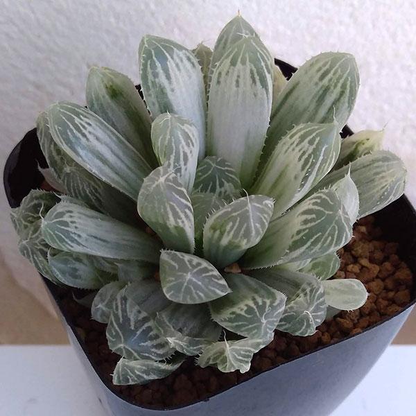 観葉植物/ハオルチア・白琥珀斑H.Pilifera錦2.5号スクエア鉢