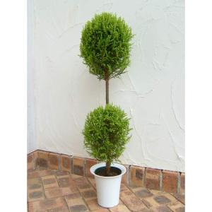 花壇 ゴールドクレスト 苗木 植木 の商品一覧 花 ガーデニング 通販 Yahoo ショッピング