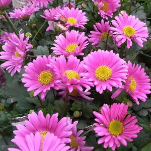 日本花キ流通 予約販売 カンガルーポー ファイヤーワークス