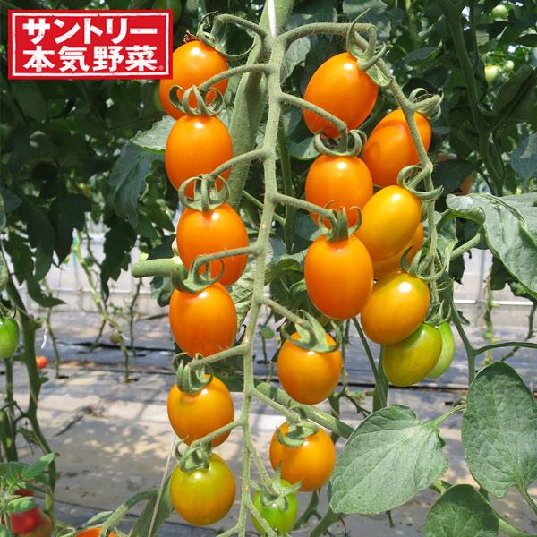 野菜の苗/ミニトマト：純あまオレンジ3号ポット