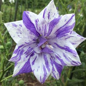 珍しい花の商品一覧 通販 Yahoo ショッピング