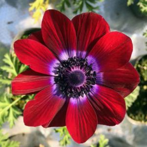 アネモネ 苗 球根 種芋 の商品一覧 花 ガーデニング 通販 Yahoo ショッピング