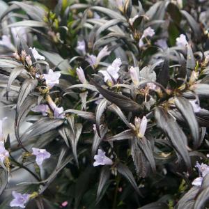 明日葉（アシタバ）の苗(3苗セット) : 植物・園芸専門店 花育通販Yahoo