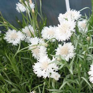 草花の苗 ヤグルマソウ（矢車草） 高性ホワイト3号ポット