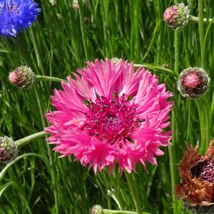 草花の苗 ヤグルマソウ（矢車草） 高性レッド3号ポット