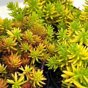 観葉植物 セダム 虹の玉3号ポット : 園芸ネット - 通販 - Yahoo