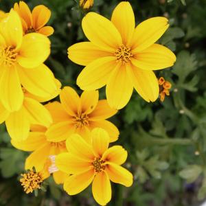 花のビデンスの商品一覧 通販 Yahoo ショッピング