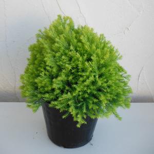 ニオイヒバ 苗木 植木 の商品一覧 花 ガーデニング 通販 Yahoo ショッピング