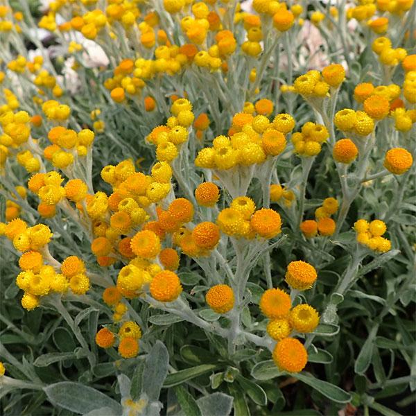 草花の苗 クリソセファラム アビキュラツム（イエローボタン）3号ポット