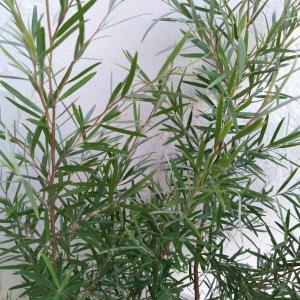 ティーツリー 苗の商品一覧 通販 Yahoo ショッピング