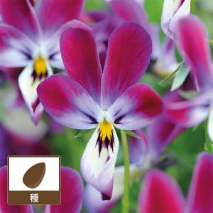 ビオラ パンジー 種の商品一覧 通販 Yahoo ショッピング