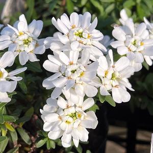 花苗 オリエンタルポピーセット 3種3株 / 花の苗 オニゲシ 鬼芥子 爆買