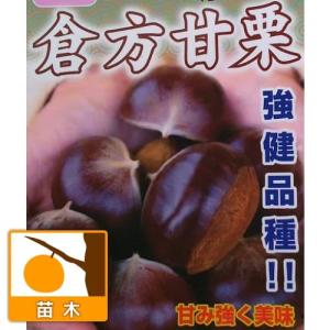 倉方甘栗】 1年生 接木苗 栗 ※納期指定:発送予定2025年1 倉方甘栗】 1年生 接木苗 栗 ※納期指定:発送予定2025年1