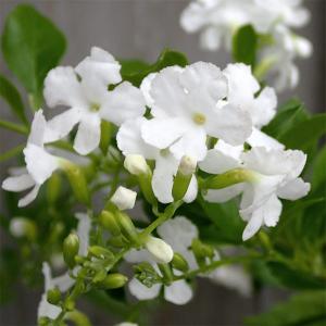 （わけあり特価）デュランタ ホワイトラブ（白花・アルバ）4号鉢植え・ボサ仕立て