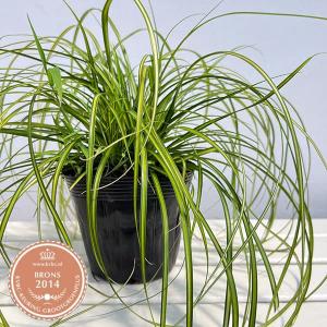 塊根植物：アボニア アルストニー うつぼ錦 赤花*葉幅5cm 現品！一品