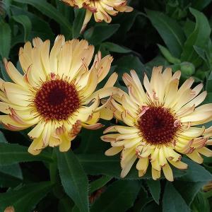 キンセンカ の 苗 花 ガーデニング の商品一覧 通販 Yahoo ショッピング