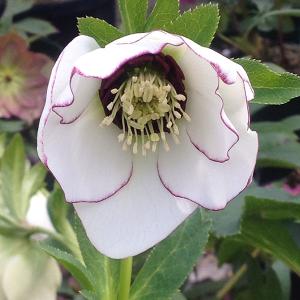 クリスマスローズ開花株 DDアフロディーテ 269 現品限り : 金井園芸