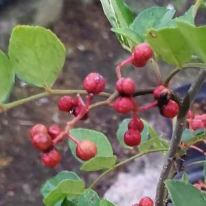花木 庭木の苗 華北山椒（カホクサンショウ）挿木苗3号ポット