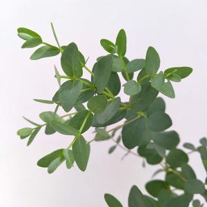 ユーカリ 苗の商品一覧 通販 Yahoo ショッピング