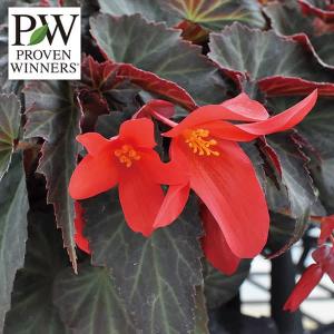 草花の苗 ベゴニア サマーウィング ダークエレガンス3号ポット