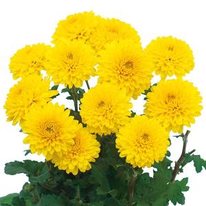 草花の苗 26年8月下旬予約 キク(菊) 寒咲き...の商品画像