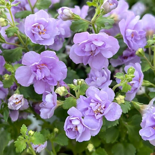 草花の苗 バラ咲きバコパ スコーピア（コピアダブル）ラベンダー3-3.5号ポット