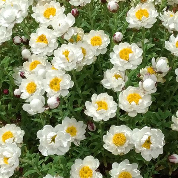 草花の苗 花かんざし3〜3.5号ポット 2株セット