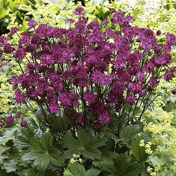 草花の苗 アストランティア ベニス3.5号ポット