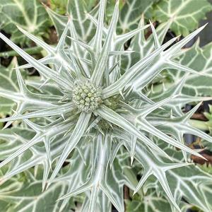 コーデックス：メキシコ亀甲竜 ディオスコレア マクロスタチア*塊幅