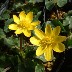 山野草の苗 ヒメリュウキンカ2.5号ポット