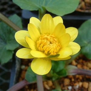 山野草の苗 ヒメリュウキンカ マヨール2.5号ポット