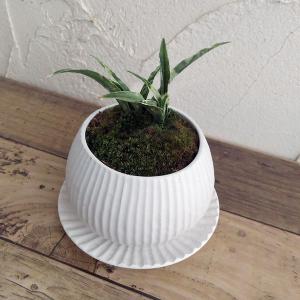現品お届け】豊明園 万年青 オモト 雪渓錦 陶器鉢（O31）｜観葉10-TU