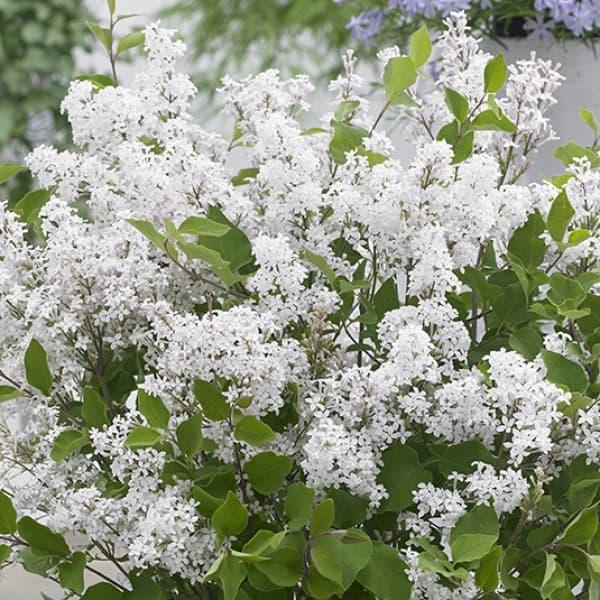 花木 庭木の苗/ドワーフライラック：フラワーフェスティバル　ホワイト4号ポット