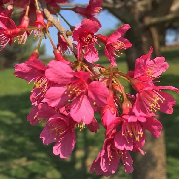 花木 庭木の苗/桜：ファーストレディー接木苗4〜5号ポット