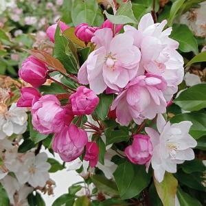 花木 庭木の苗 ハナカイドウ（海棠・マルス） 大花八重7号ポット 4月頃開花 ピンクの美麗花 ズミ