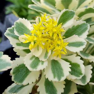 セダム グランドカバーの商品一覧 通販 Yahoo ショッピング