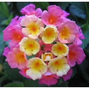 草花の苗 サマーセール ランタナ ピンク3号ポット