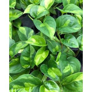 観葉植物 ポトス グローバルグリーン3号ポット