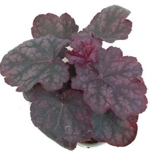 花壇 ヒューケラの商品一覧 通販 Yahoo ショッピング