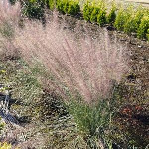 ミューレンベルギアの商品一覧 通販 Yahoo ショッピング