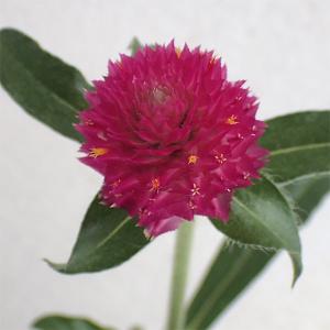 草花の苗 サマーセール センニチコウ（千日紅） 高性 ラズベリーフィールズ3-3.5号ポット