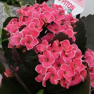 カランコエ ピトンピンク4号鉢植えの商品画像