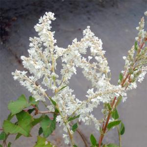 つる性植物 白い花 花の苗 の商品一覧 苗 花 ガーデニング 通販 Yahoo ショッピング