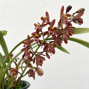 予約販売・2月初旬お届け】【本州・四国送料無料】キンリョウヘン 金稜