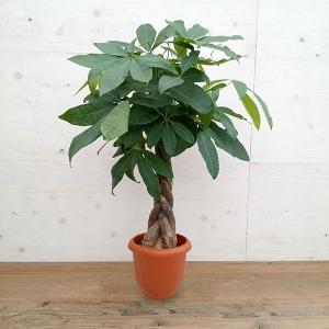 アローカリア ナンヨウスギ 7号鉢 観葉植物 : 日本ライン花木センター