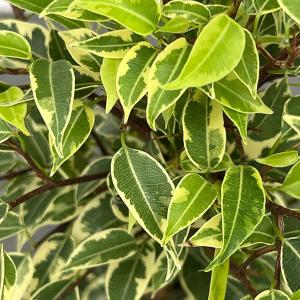 斑入り フランスゴムの木 ルビギノーサ 観葉植物 希少 : パリジェンヌ